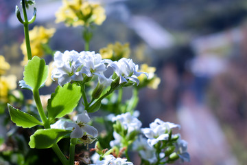 White flowers with a yellow flowers behind