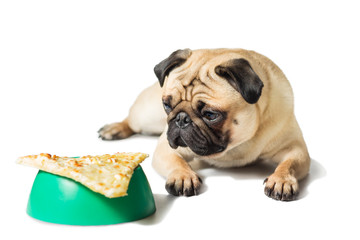 pug looking to slice of pizza on a green bowl