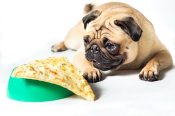 pug looking to slice of pizza on a green bowl