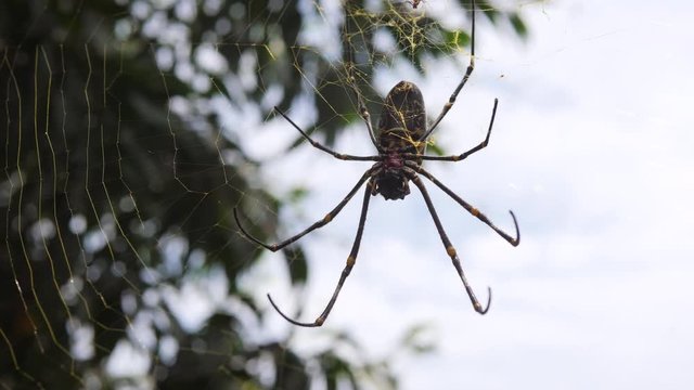 Scary Big Spider Sitting on Net. 4K. Bali, Indonesia.
