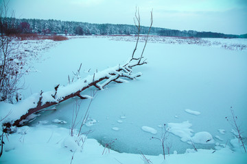 Snowy rural landscape. Fallen tree in the frozen lake. Winter lakeshore. Winter landscape.
