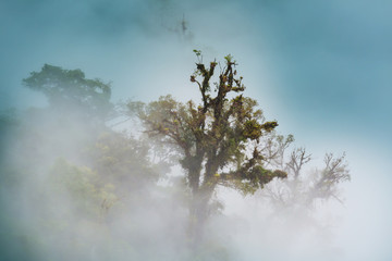 Foggy jungle