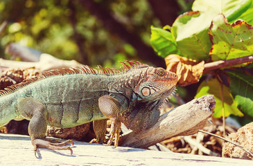 Iguana