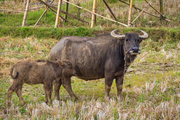 Thai Mother Buffalo and baby Buffalo in the field