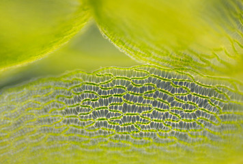 Detail of peat moss leaf (Sphagnum)