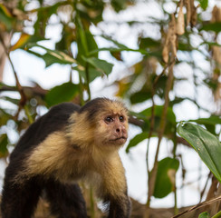 Monkey in Costa Rica