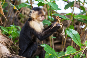 Monkey in Costa Rica