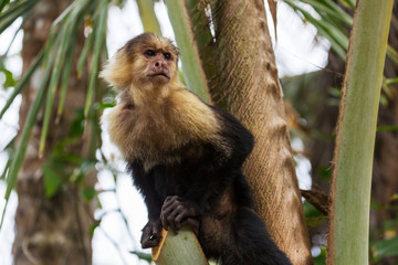 Monkey in Costa Rica
