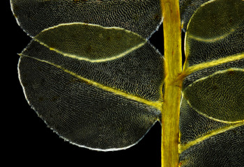 Detail of moss Plagiomnium affine in polarized light