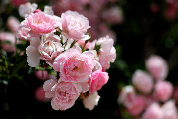 Pink roses in the garden
