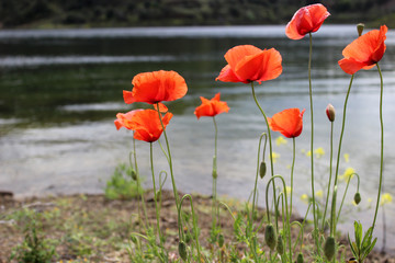 Poppies on the lake