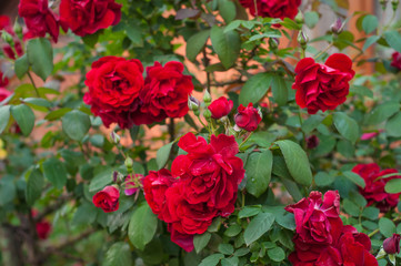 Bright red roses with buds on a background of a green bush after rain. Beautiful red roses in the summer garden. Background with many red summer flowers.