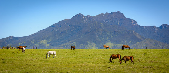 Free range horses along the Garden Route in South Africa