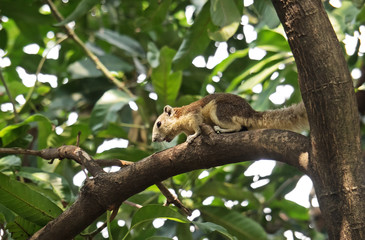 Naklejka na ściany i meble Wild Squirrel on Branch Isolated on Nature Background