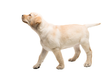 puppy labrador isolated