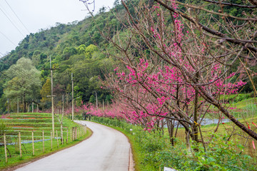 The Royal Agricultural Station Angkhang