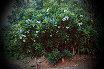 Frangipani tree in the garden.
