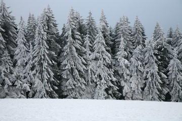 Majestic white spruces covered with snow. Picturesque wintry scene in Table Mountain National Park in Poland, Europe. Cloudy day after snowstorm.