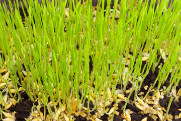 Young sprouts of barley during germinating seeds closeup