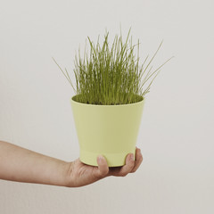 green grass in pot on grey background