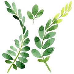 Autumn leaf of acacia in a hand drawn watercolor style isolated. Aquarelle acorn for background, texture, wrapper pattern, frame or border.