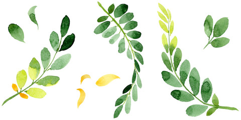 Autumn leaf of acacia in a hand drawn watercolor style isolated. Aquarelle acorn for background, texture, wrapper pattern, frame or border. © yanushkov