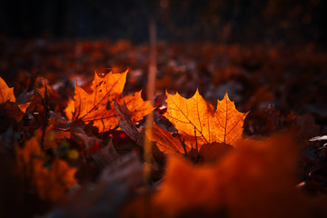 autumn leaves are large in the forest