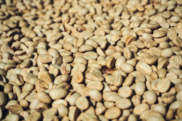 Close up of dry coffee bean