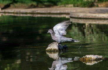 Dove taking flight with wings spread to fly, pigeon or rock dove perched while spread wings