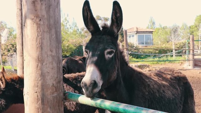 cyprus donkey 