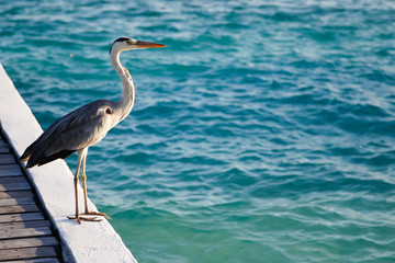Local bird on the island is standing near the water