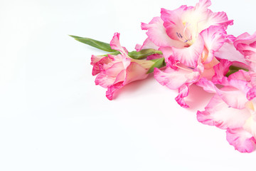 Pink gladiolus on a white. Copy space.