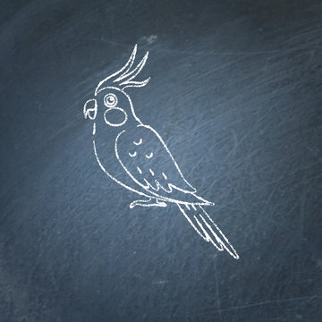 Corella parrot icon sketch on chalkboard