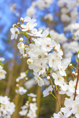 Spring blossoms tree 