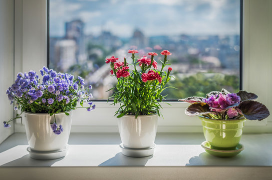 House plants on window. Carnation,  blue flower and violet.