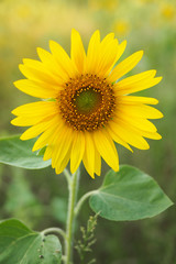 Sunflower in the garden