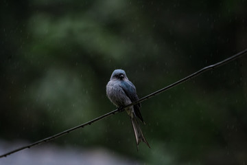 Crow-billed Drongo (Dicrurus annectans).