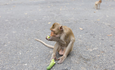 Monkey was sitting on the floor and eating food.