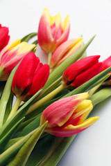 Multicolored beautiful spring tulips on a white background. Postcard for the Eighth March - Women's Day