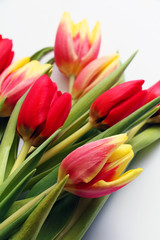 Naklejka premium Multicolored beautiful spring tulips on a white background. Postcard for the Eighth March - Women's Day