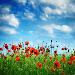Blooming Poppies over blue sky and cloud. Poppy flowers field nature spring background. Rural landscape with red wildflowers.