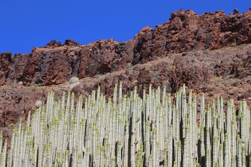Canary Island spurge (Euphorbia canariensis) - plant symbol of the island of Gran Canaria in front of volcanic rocks and blue sky