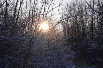 Fototapeta premium Winter`s nature in sunset