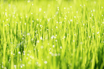 Fototapeta na wymiar Abstract spring natural background of green rice and grass close up with water drop bokeh in morning