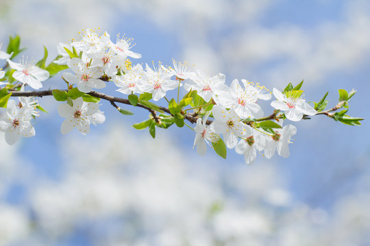 Spring blooming sakura background of white and pink flowers and blue sky
