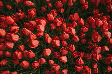 Flower Background. Fresh red tulips Garden. Field with red tulips in the Turkey.