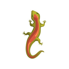 Lizard, amphibian animal, view from above cartoon vector Illustration