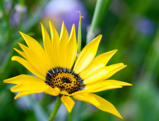 Invitation to dream and relax: Summer happiness / meado