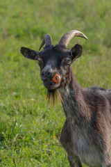 Goat eating carrot. Head closeup in wildlife.