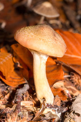 Pilz Shiitake auf einem orange farbenen Waldboden